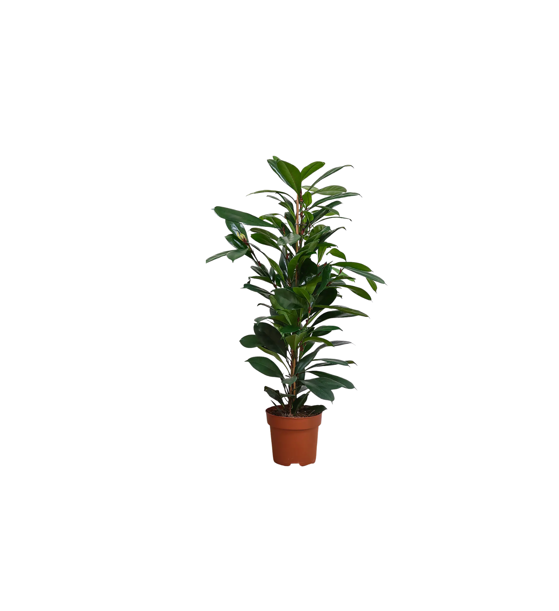 African Fig House Plant